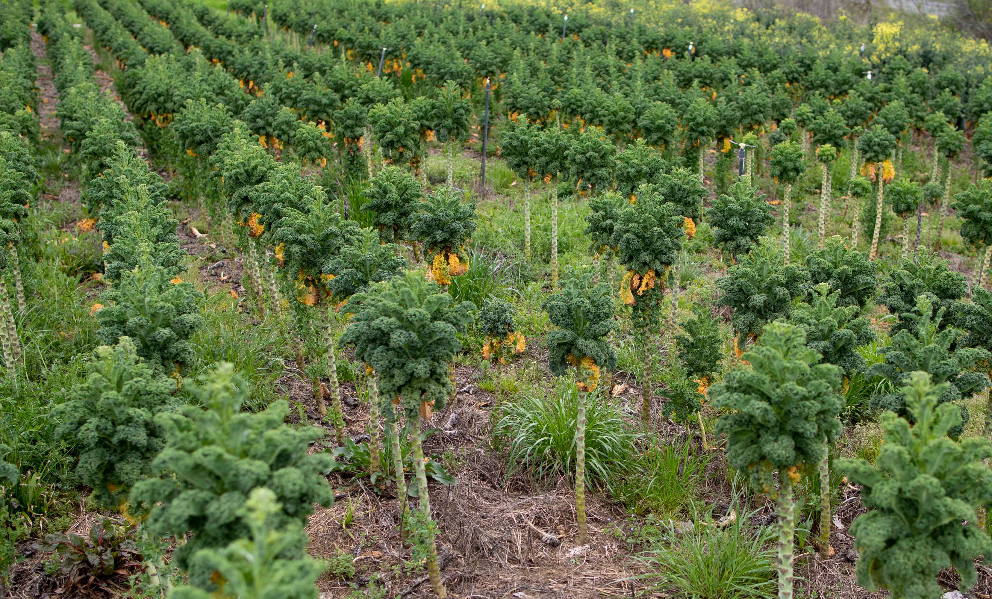 Alan Haight and Jo McProud's 15 acre Riverhill Farm property includes a farmhouse, a greenhouse where they grow tomatoes and seven acres of arable land where they also grow crops like strawberries and kale.